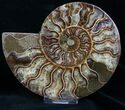 Beautiful Agatized Ammonite Pair #11013-1